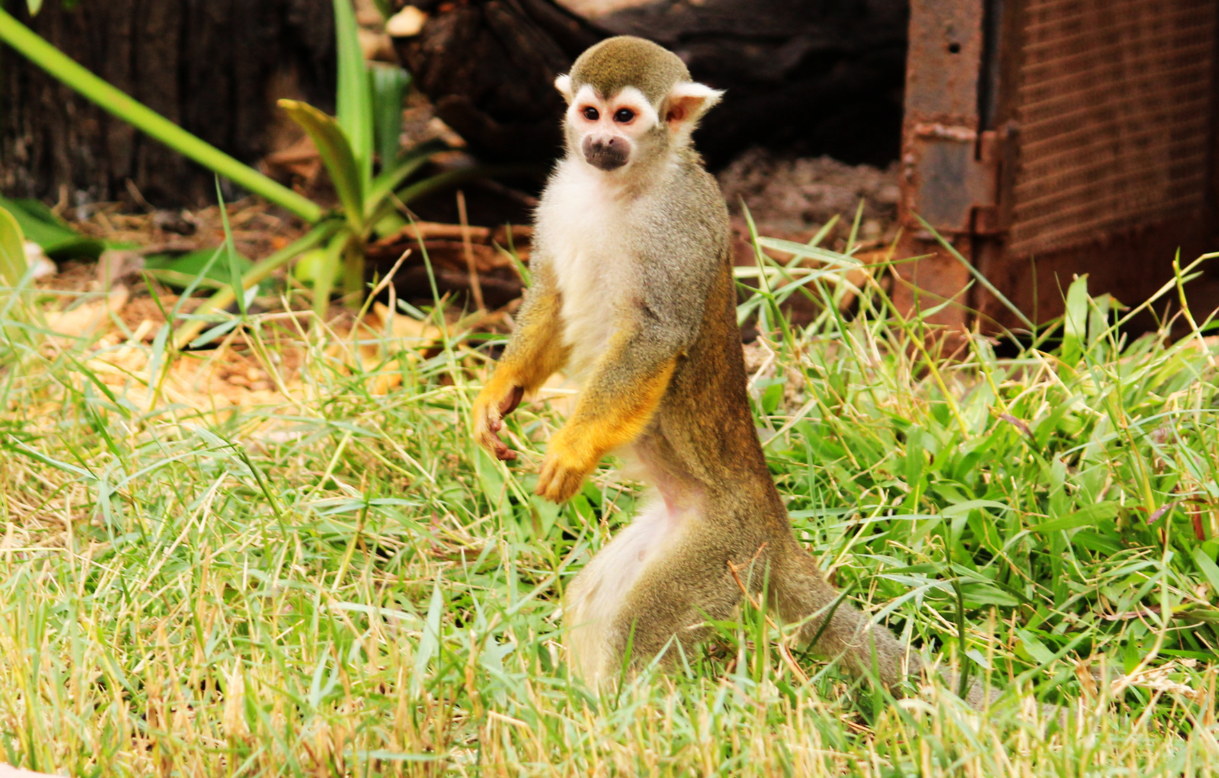 Squirrel monkey
