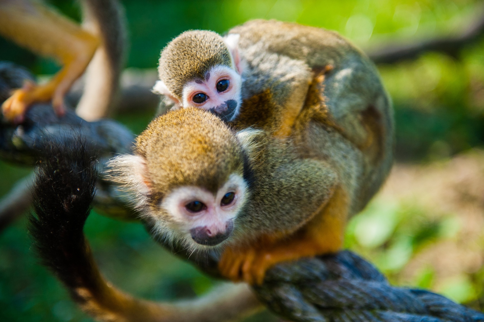 Squirrel monkey