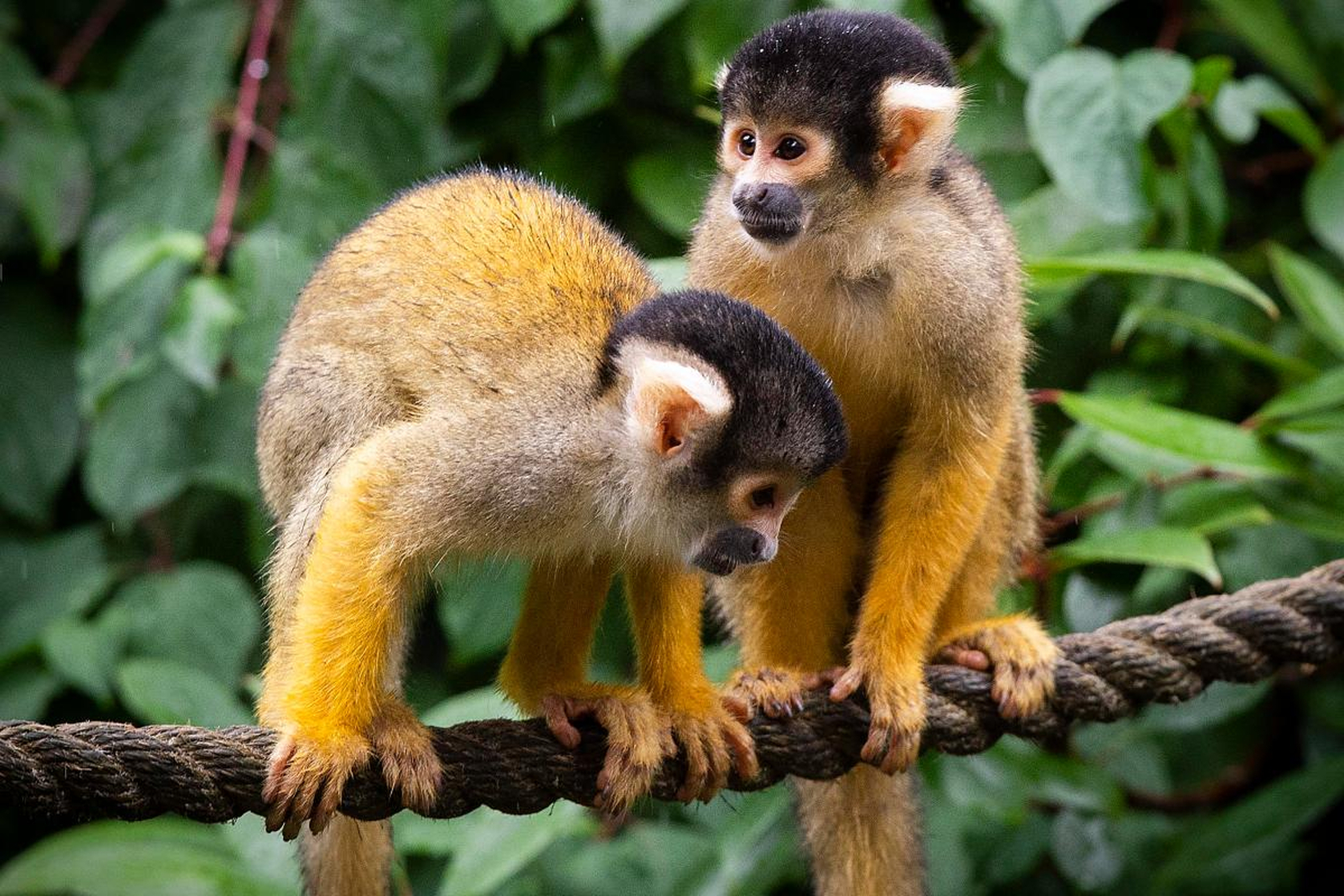 Squirrel monkey