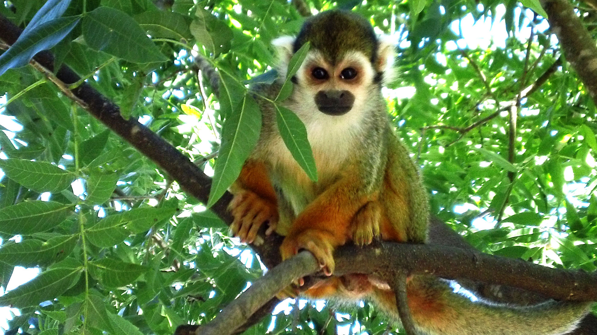 Squirrel monkey