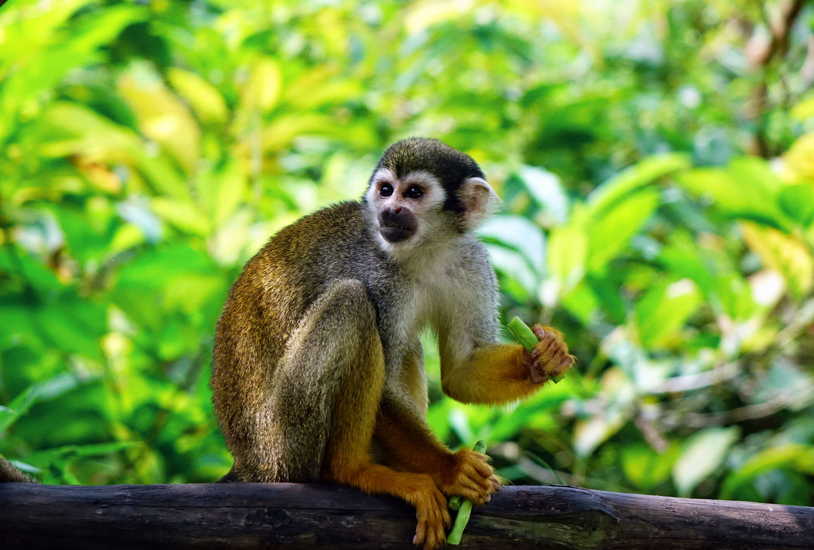 Squirrel monkey