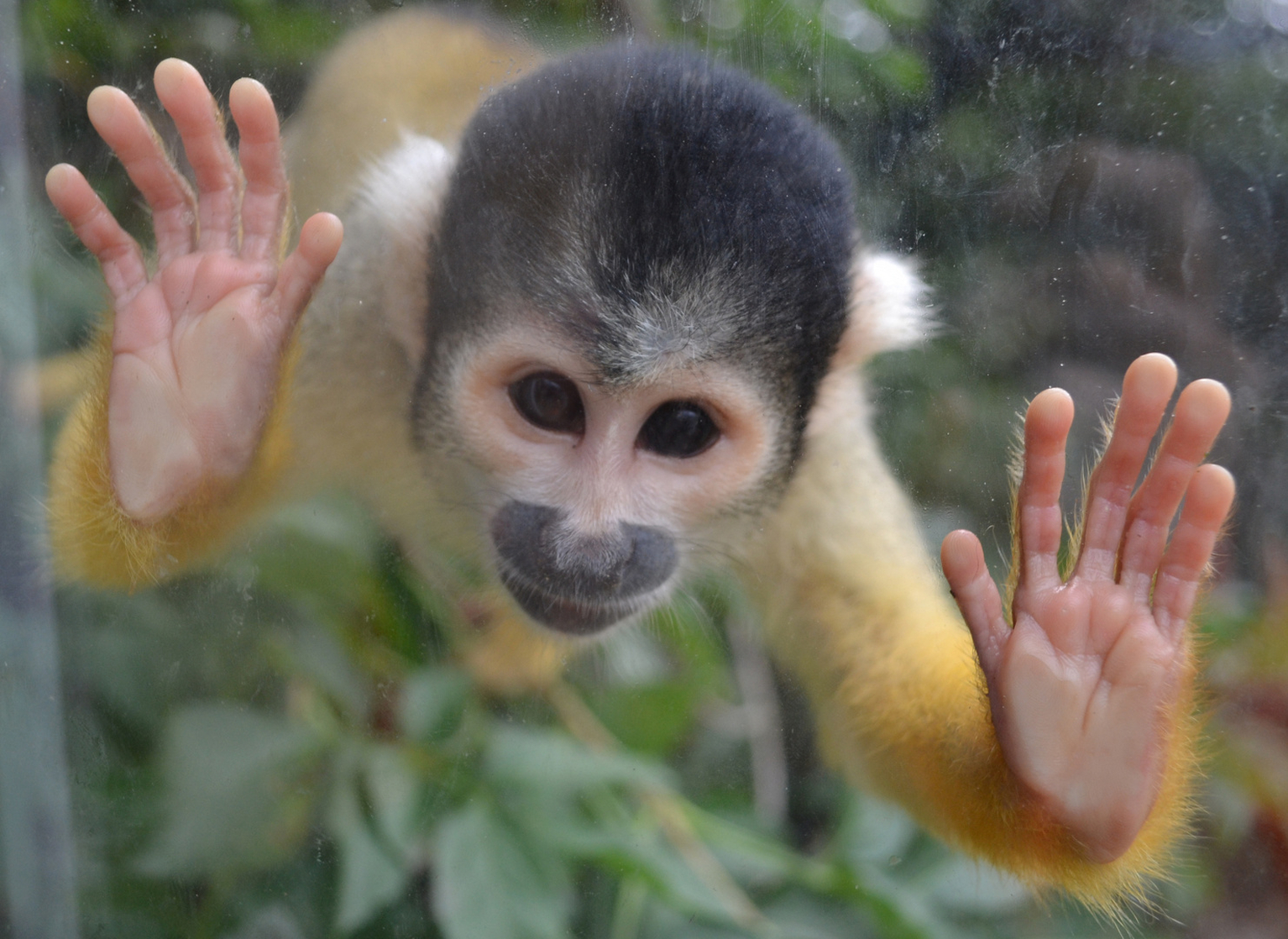 Squirrel monkey