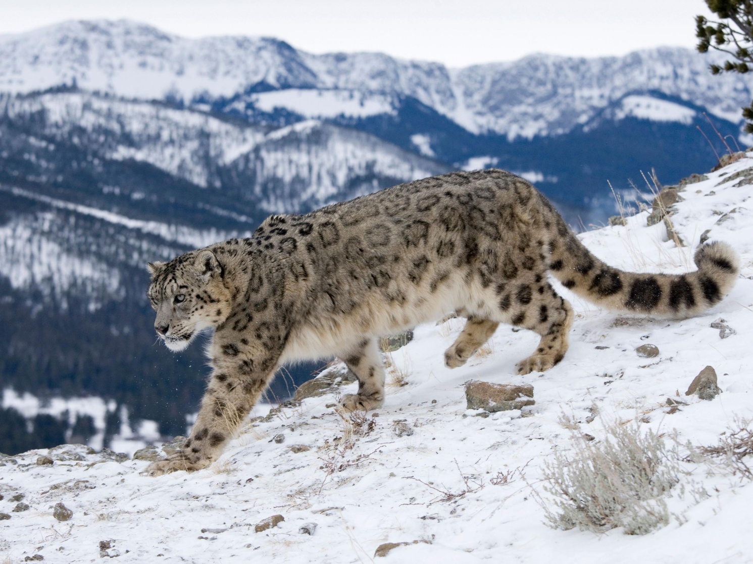 Snow Leopard