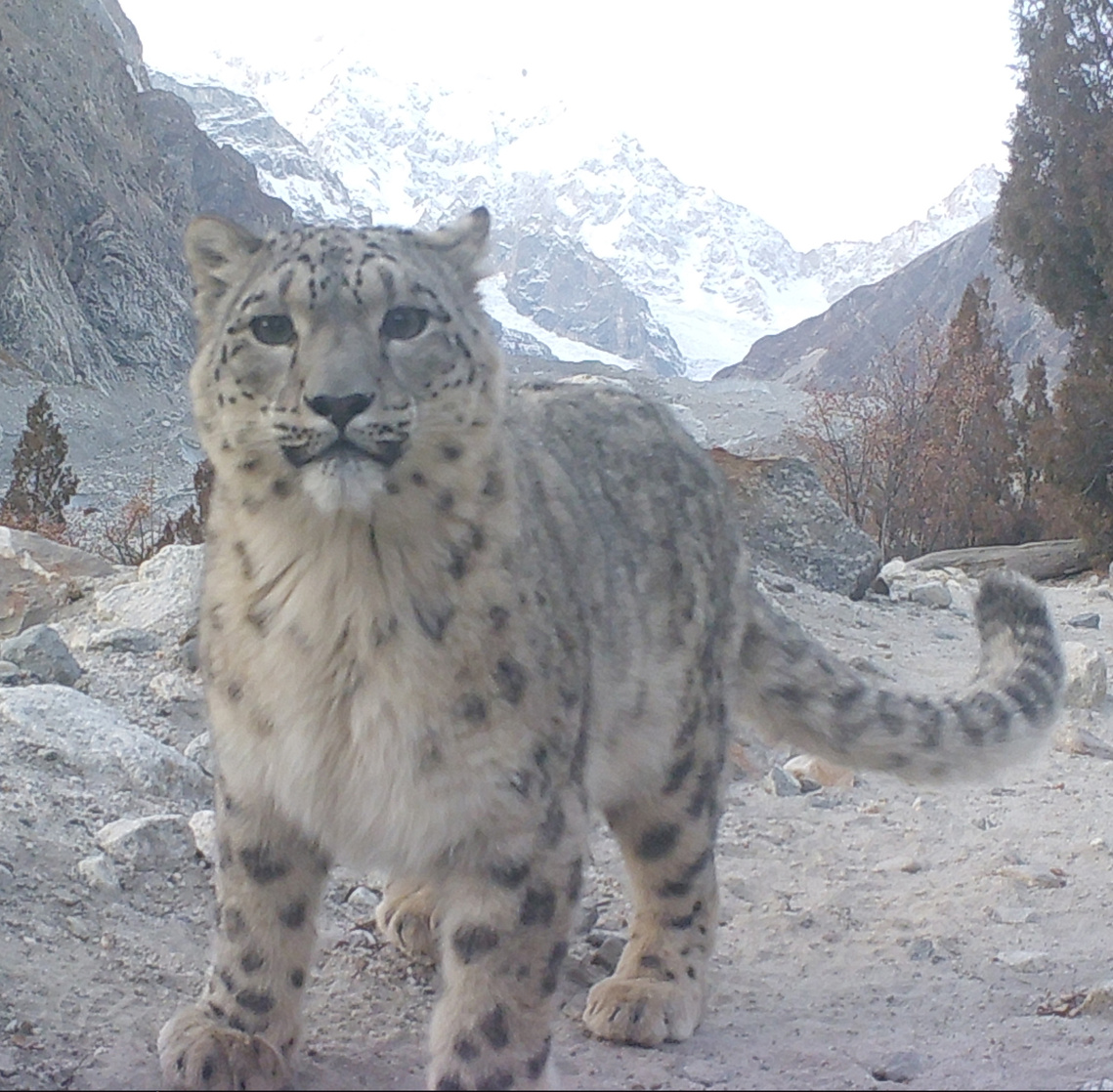 Snow Leopard