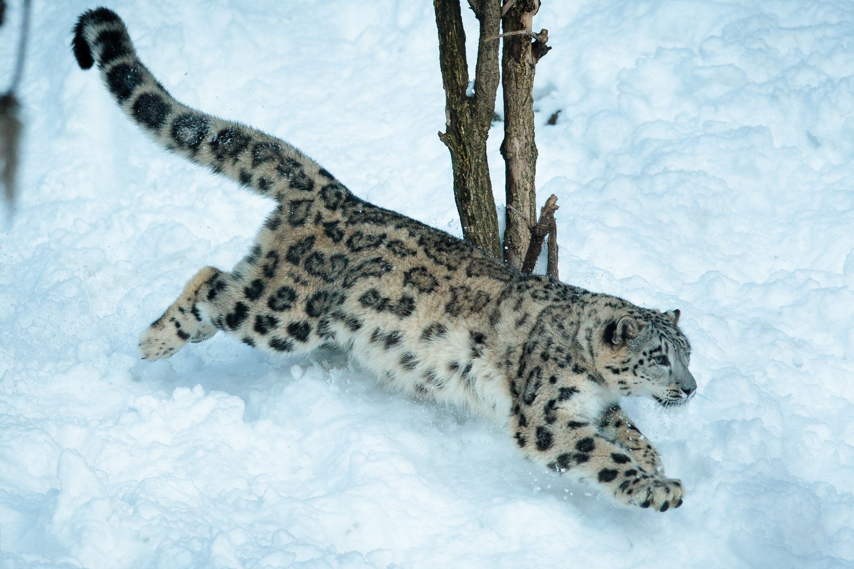 Snow Leopard