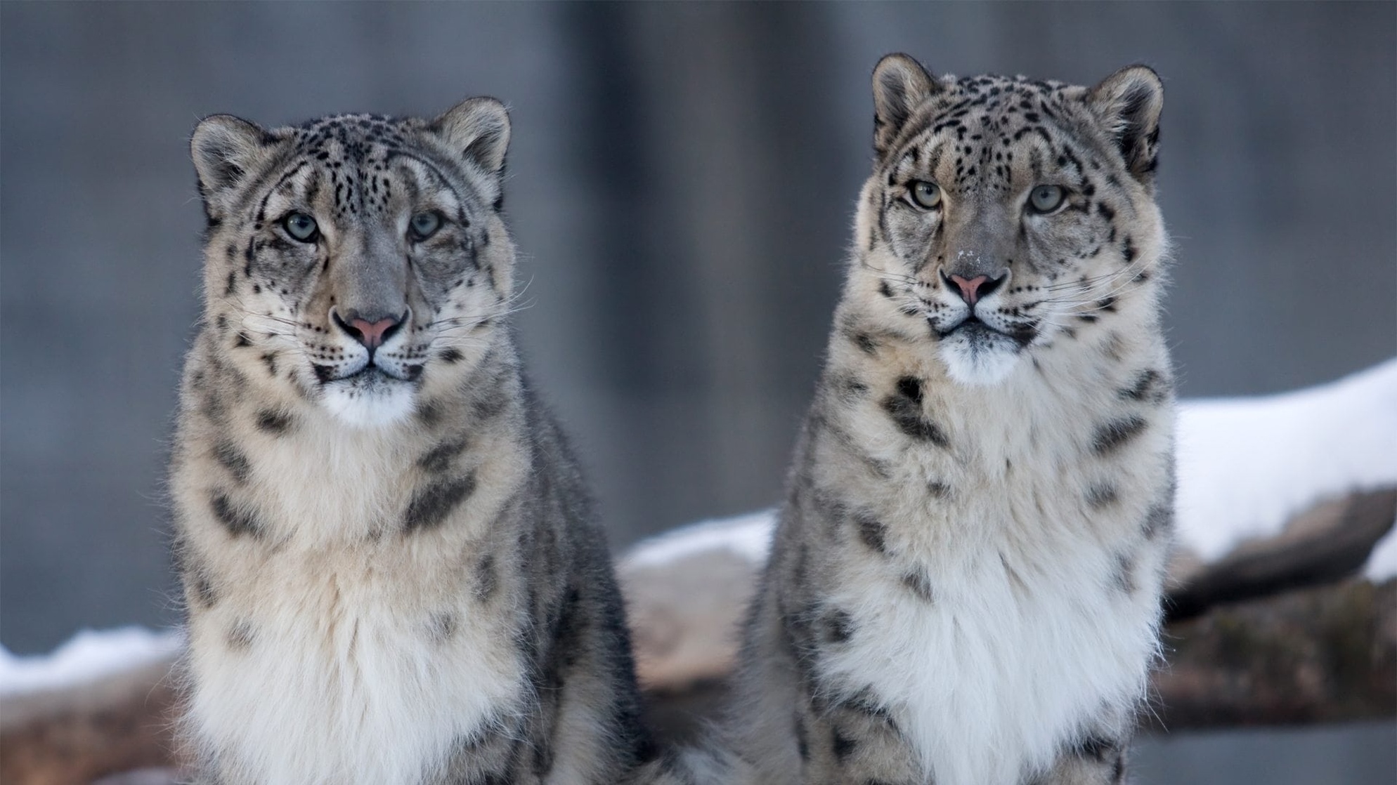 Snow Leopard
