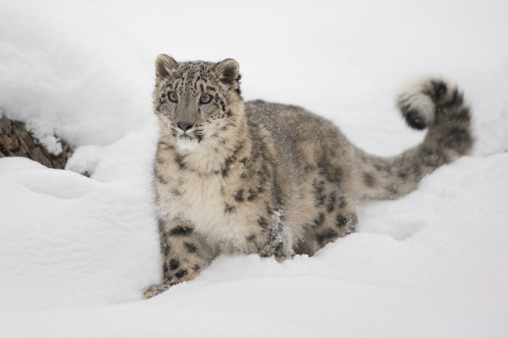 Snow Leopard