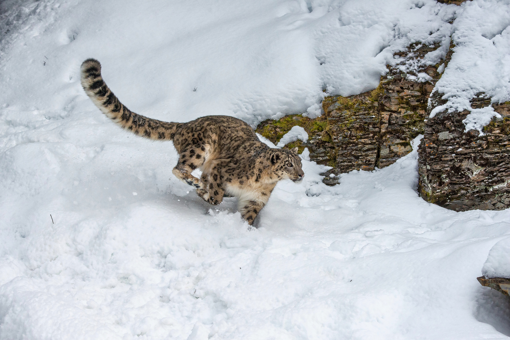 Snow Leopard