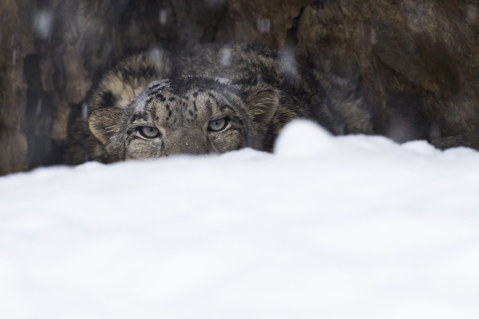 Snow Leopard