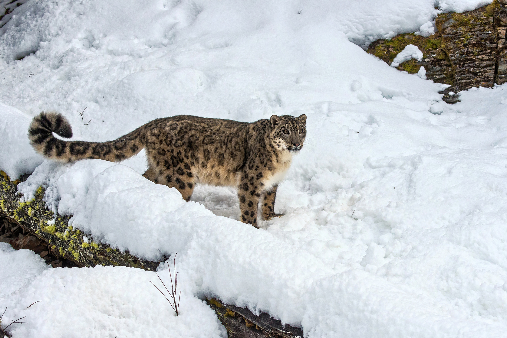Snow Leopard