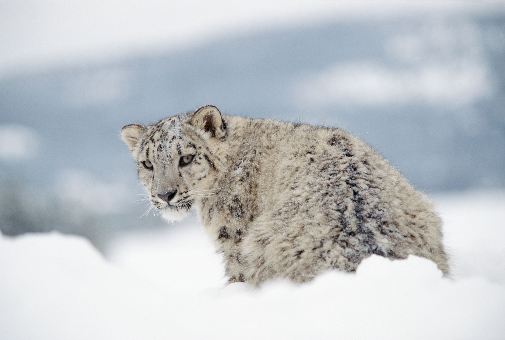 Snow Leopard