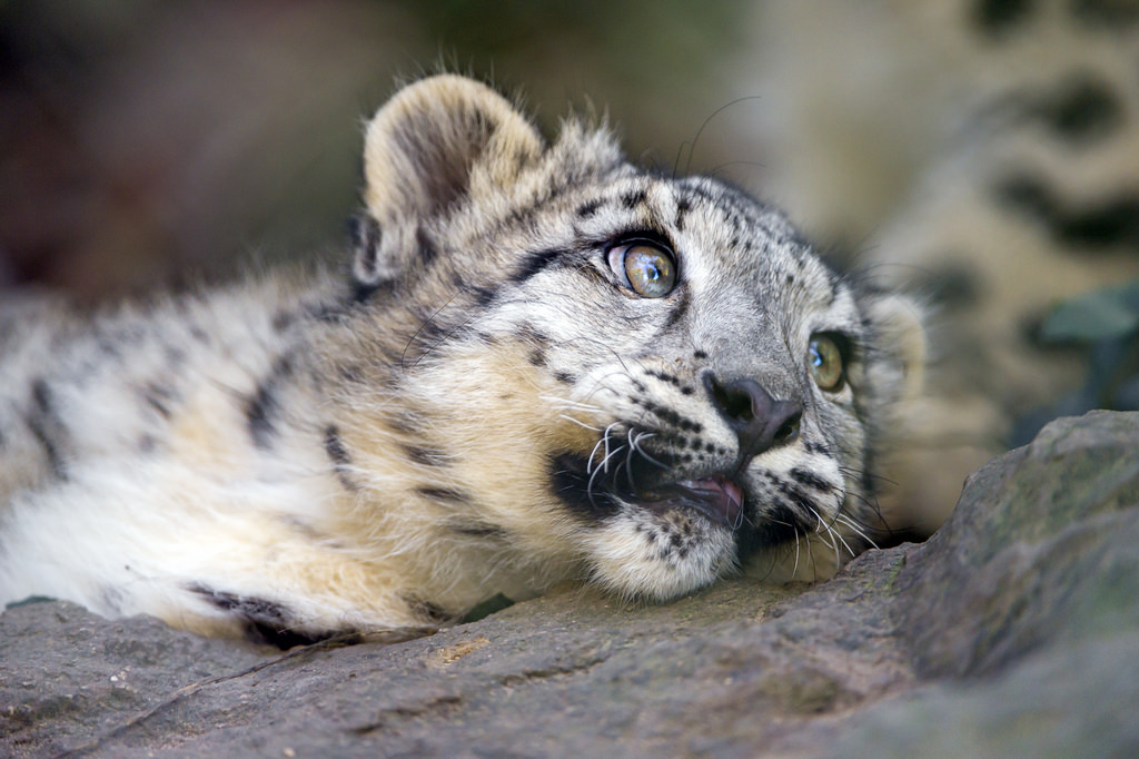 Snow Leopard
