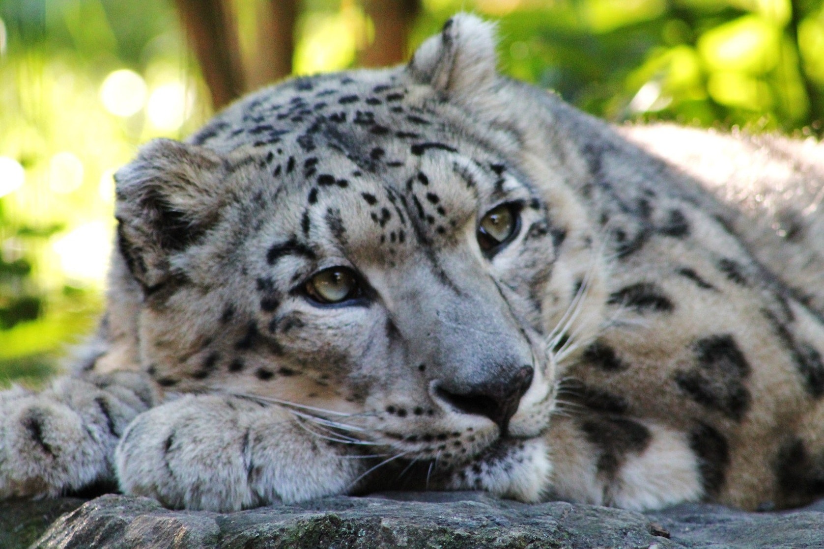 Snow Leopard picture