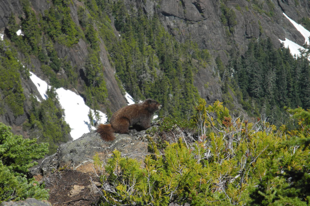 Vancouver Island Marmot