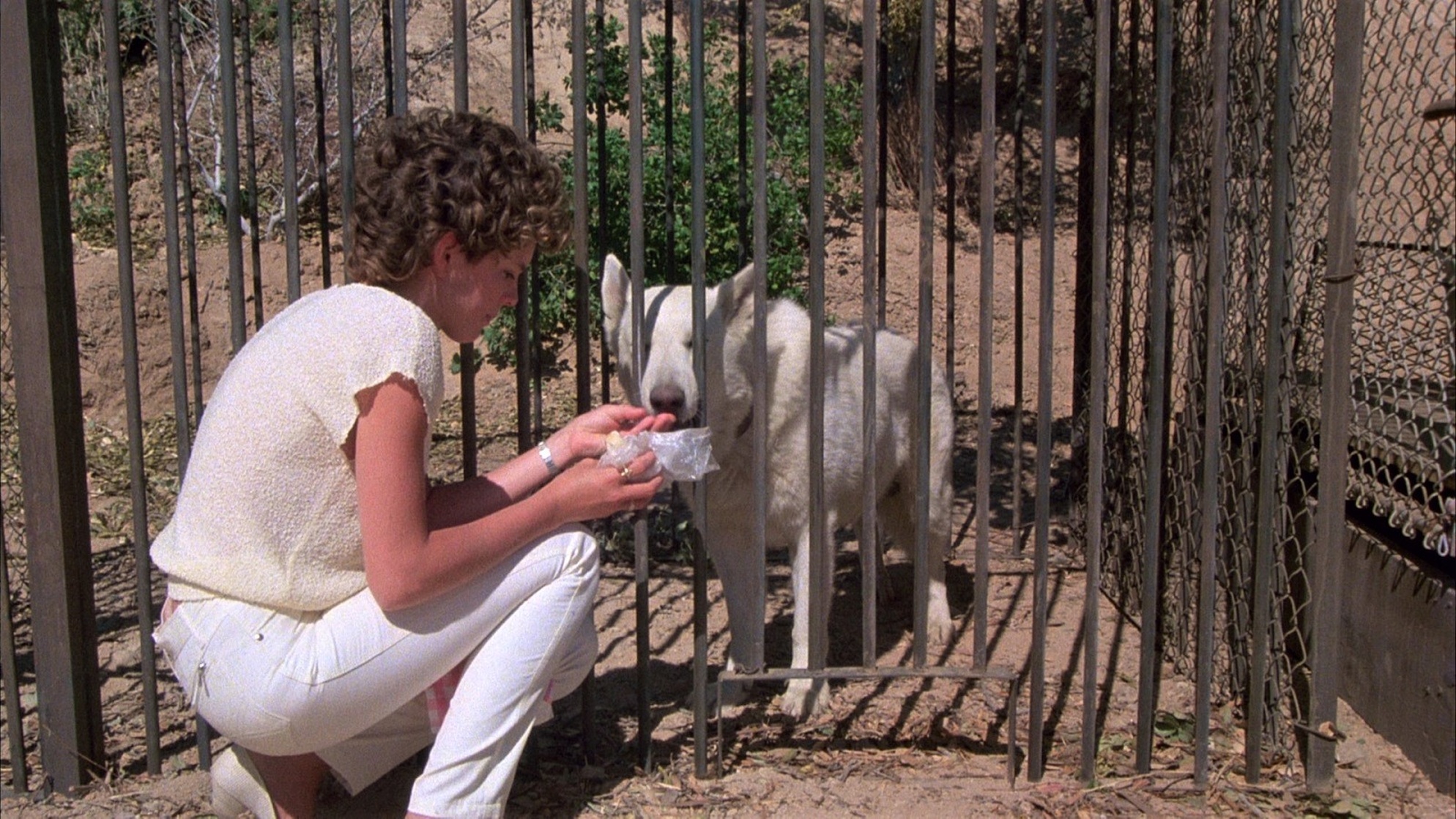 White Dog White Dog