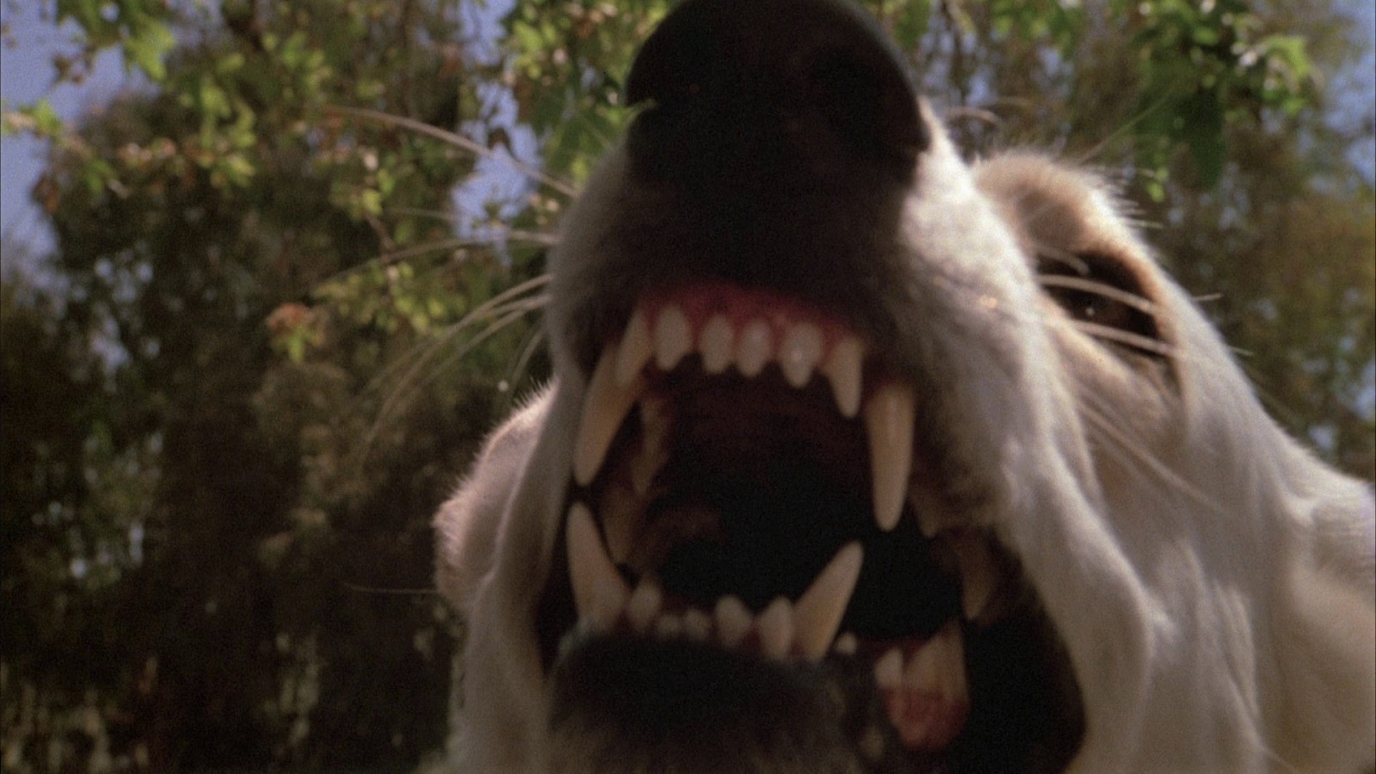 White Dog