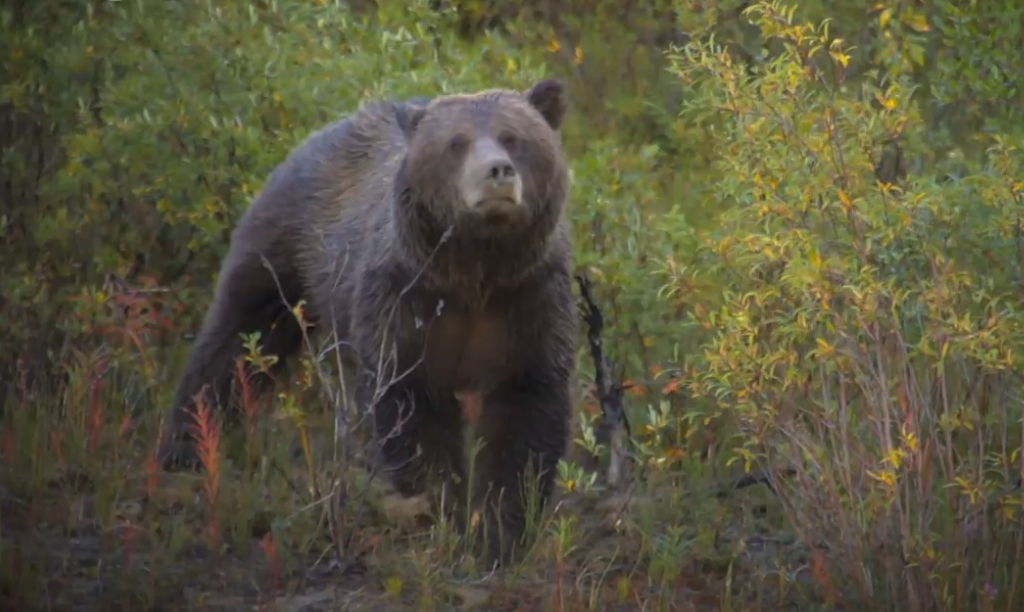 Yukon - Ruf der Wildnis
