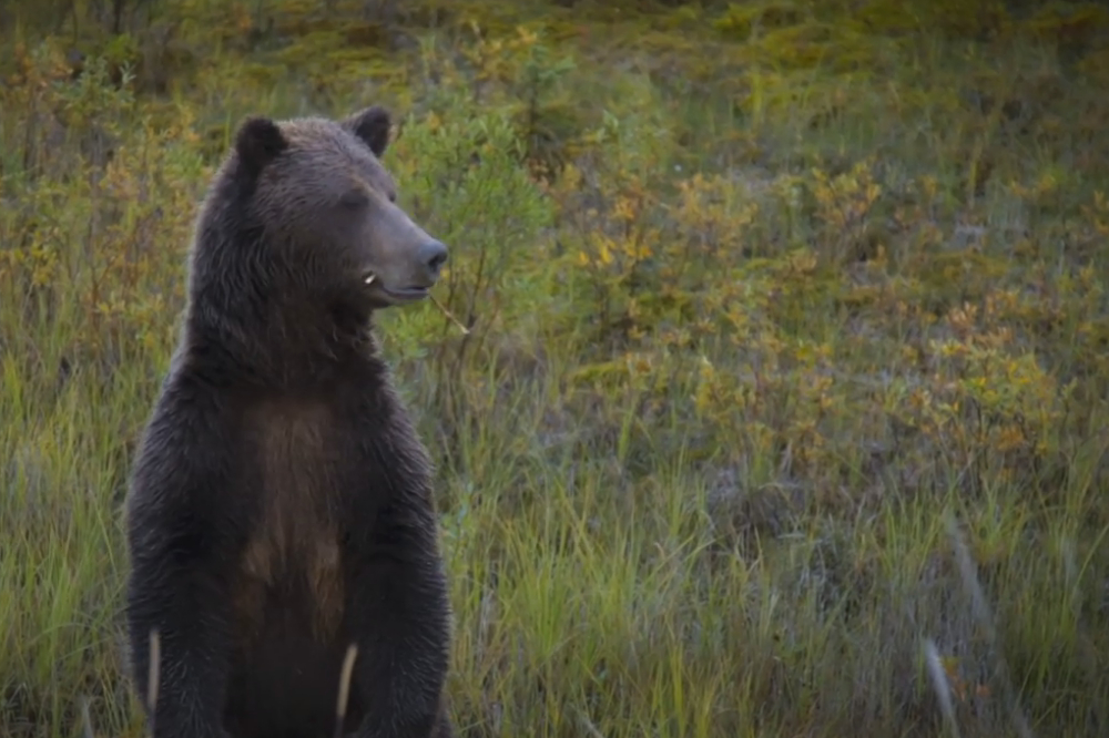 Yukon - Ruf der Wildnis
