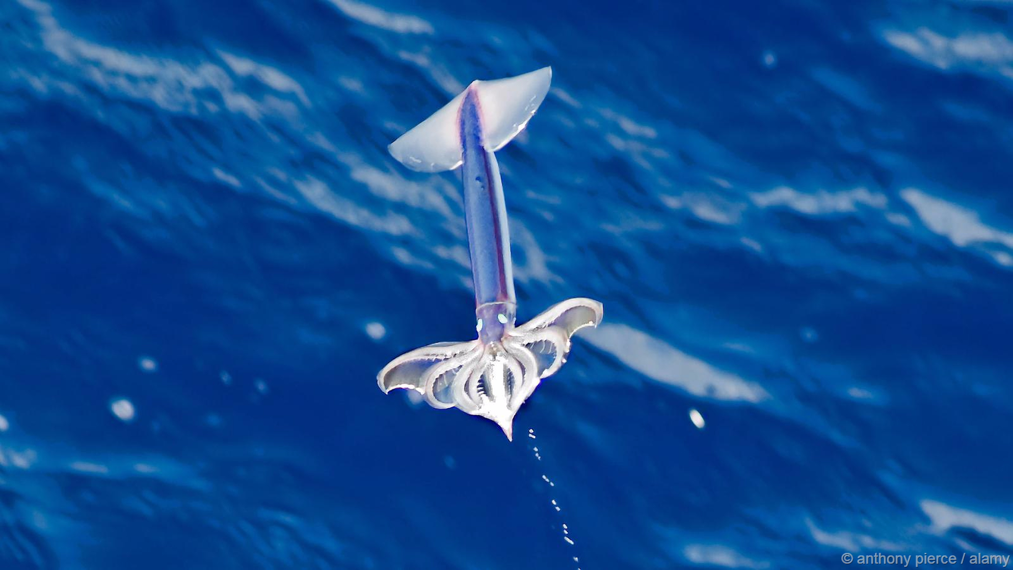 Japanese Flying Squid