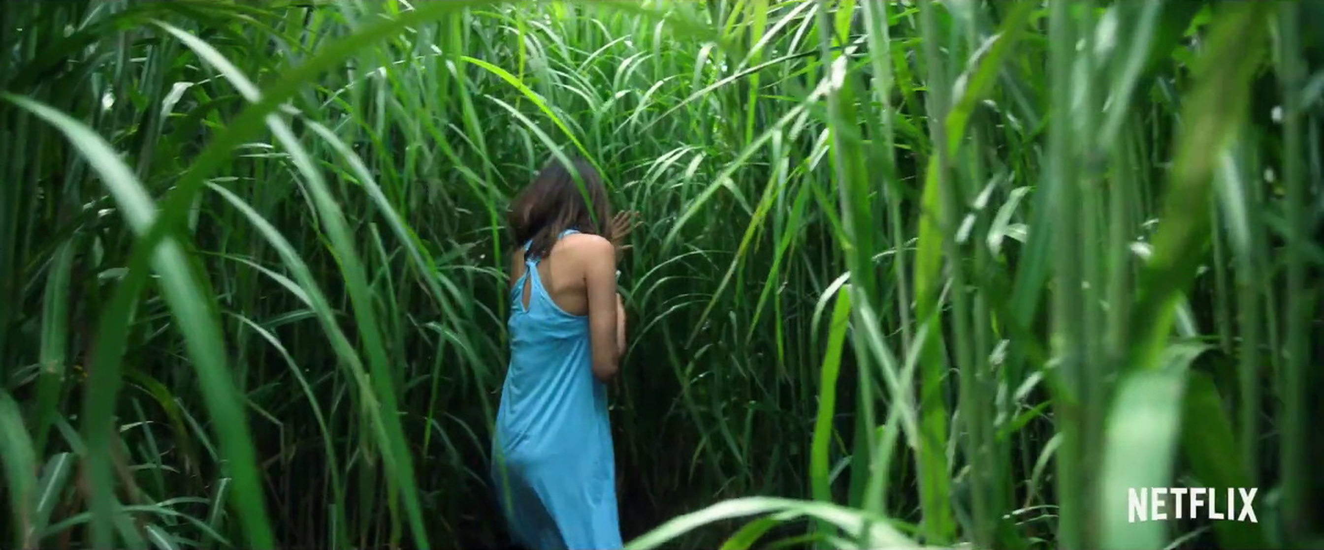 In the Tall Grass