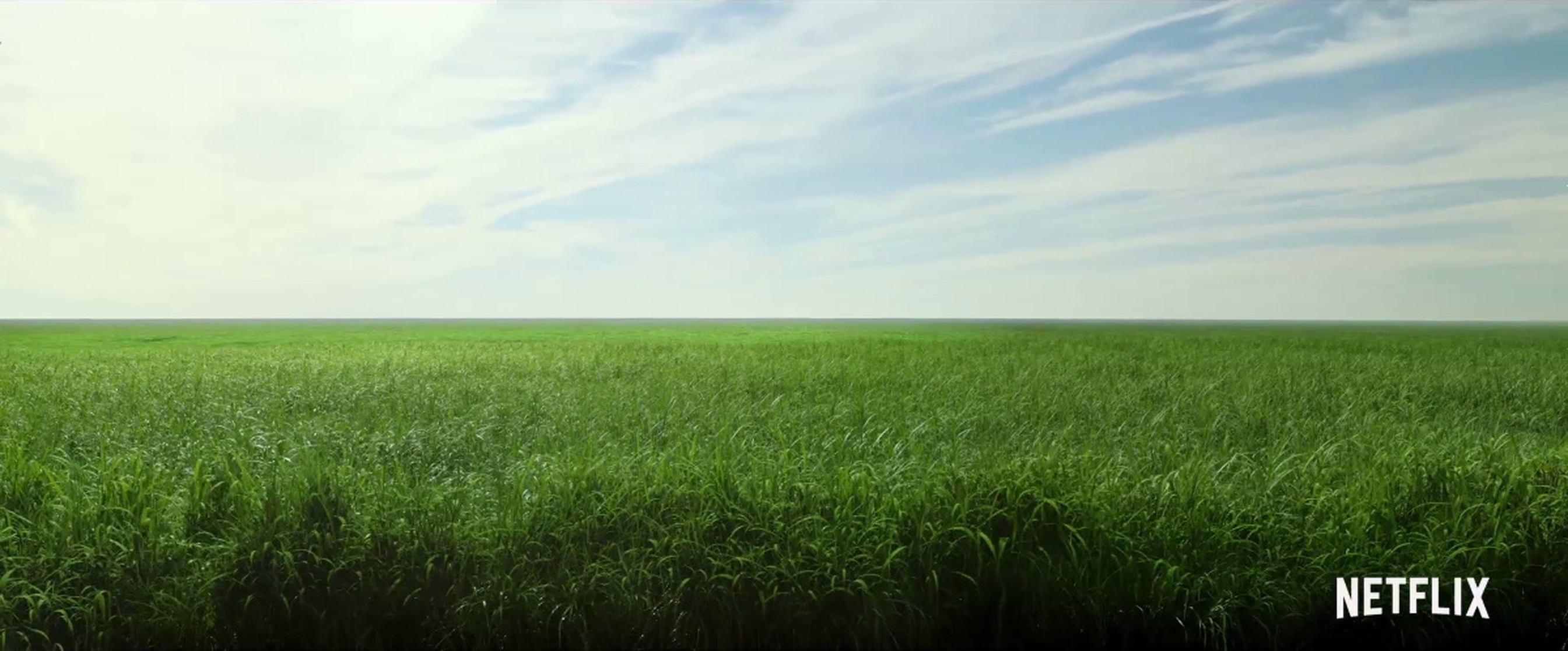 In the Tall Grass