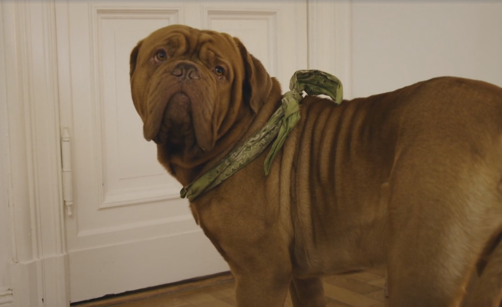 Meine Nachbarn mit dem dicken Hund