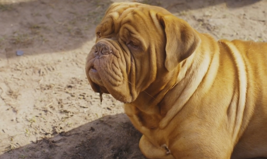 Meine Nachbarn mit dem dicken Hund