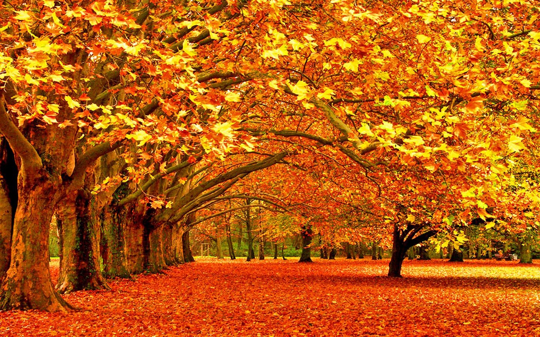 Autumn
