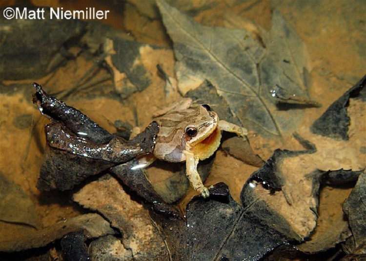 Upland Chorus Frog