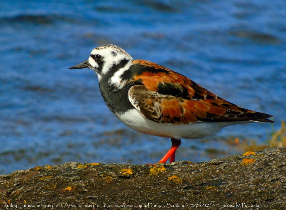 Ruddy Turnstone