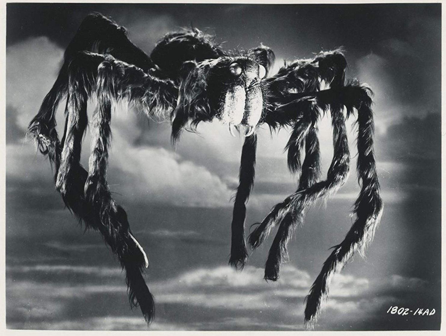 Tarantula