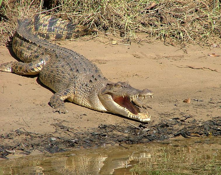 Australia Australia