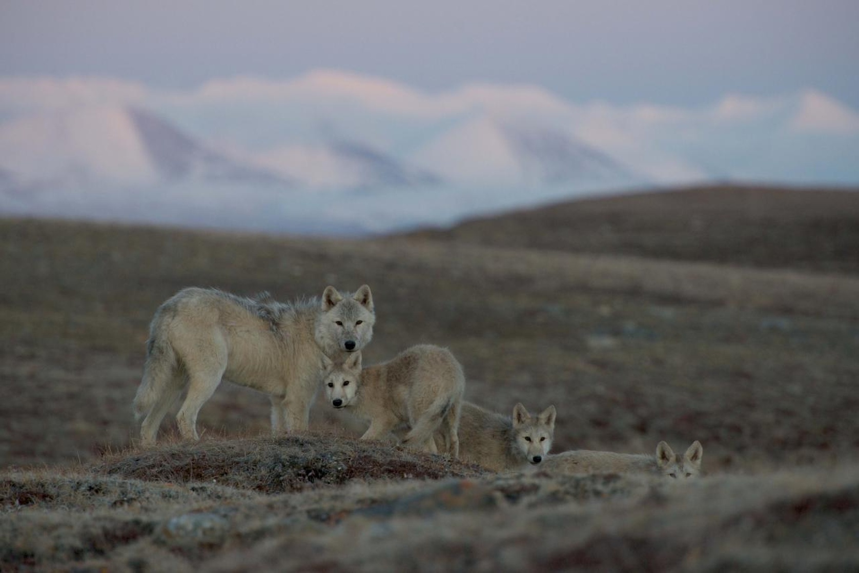 Snow Wolf Family and Me