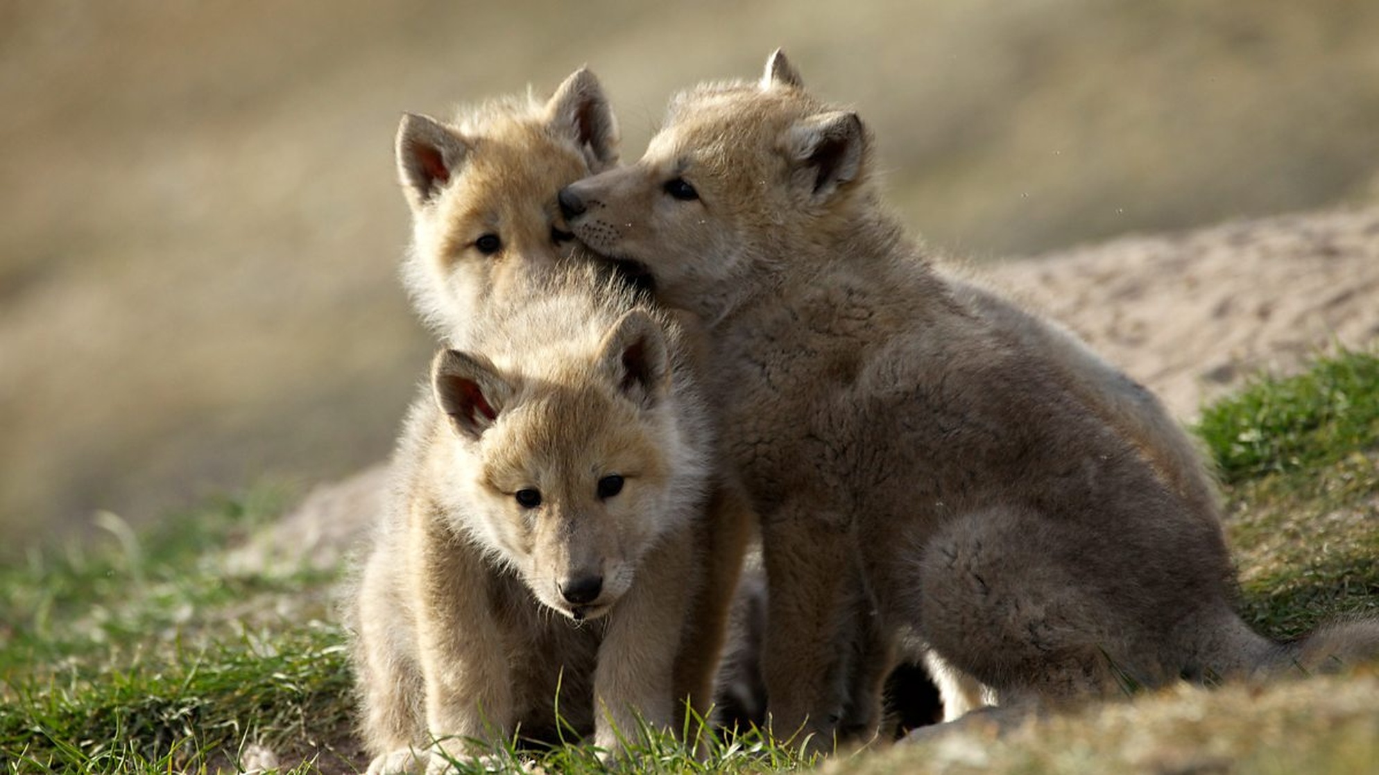 Snow Wolf Family and Me