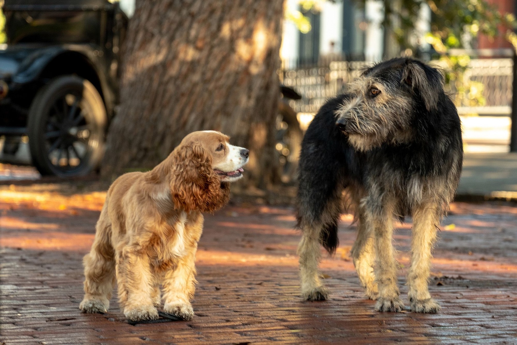 Lady and the Tramp