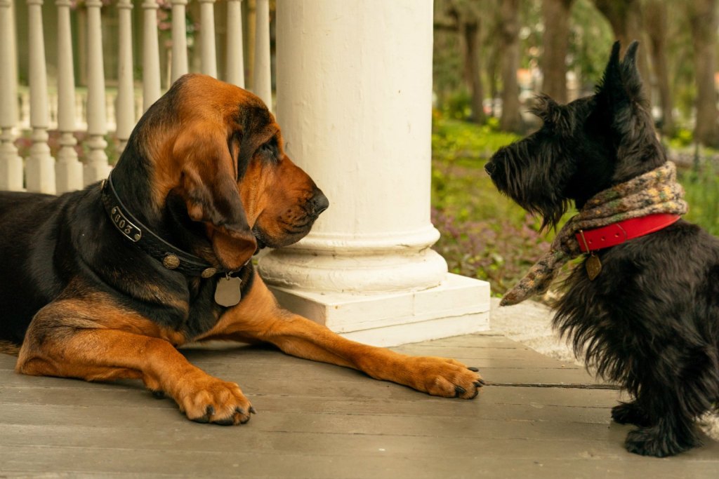 Lady and the Tramp Lady and the Tramp