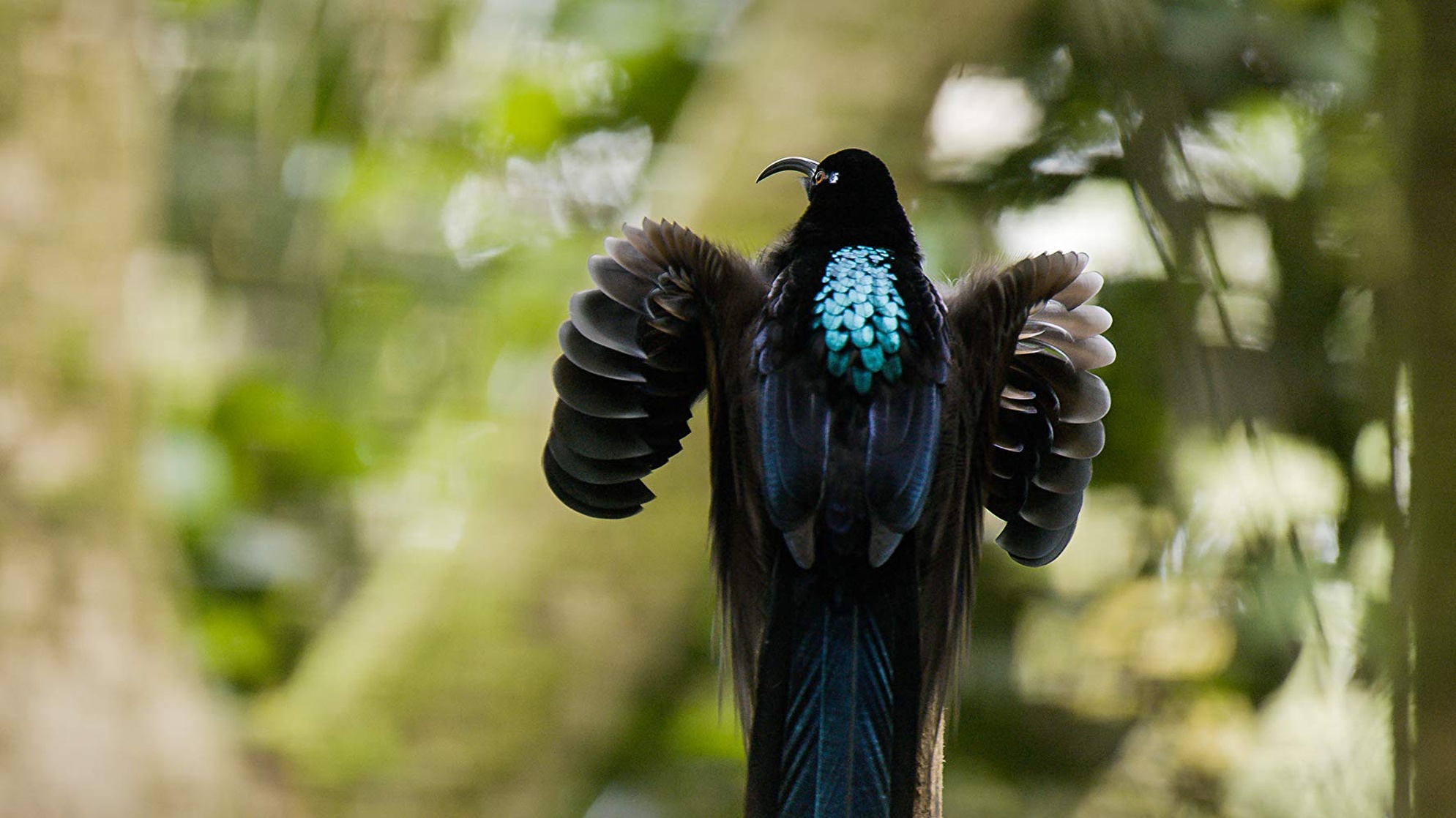Dancing with the Birds