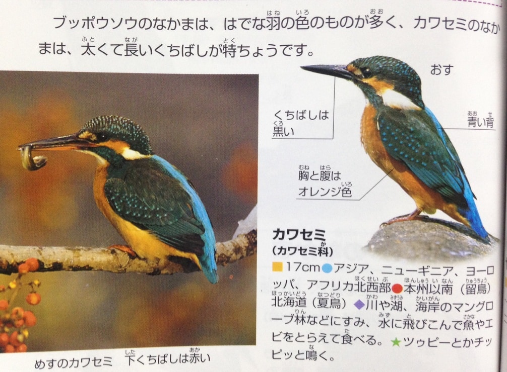 Common Kingfisher カワセミ