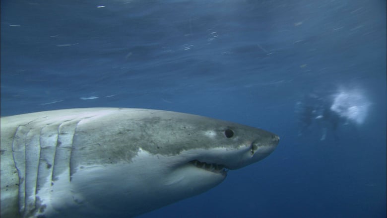 Jaws in Japan (2009)