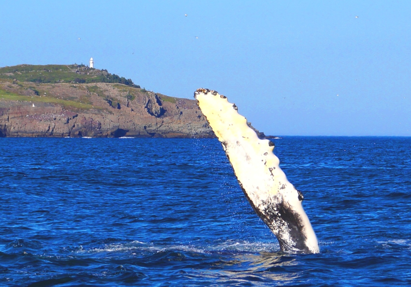 Newfoundland 