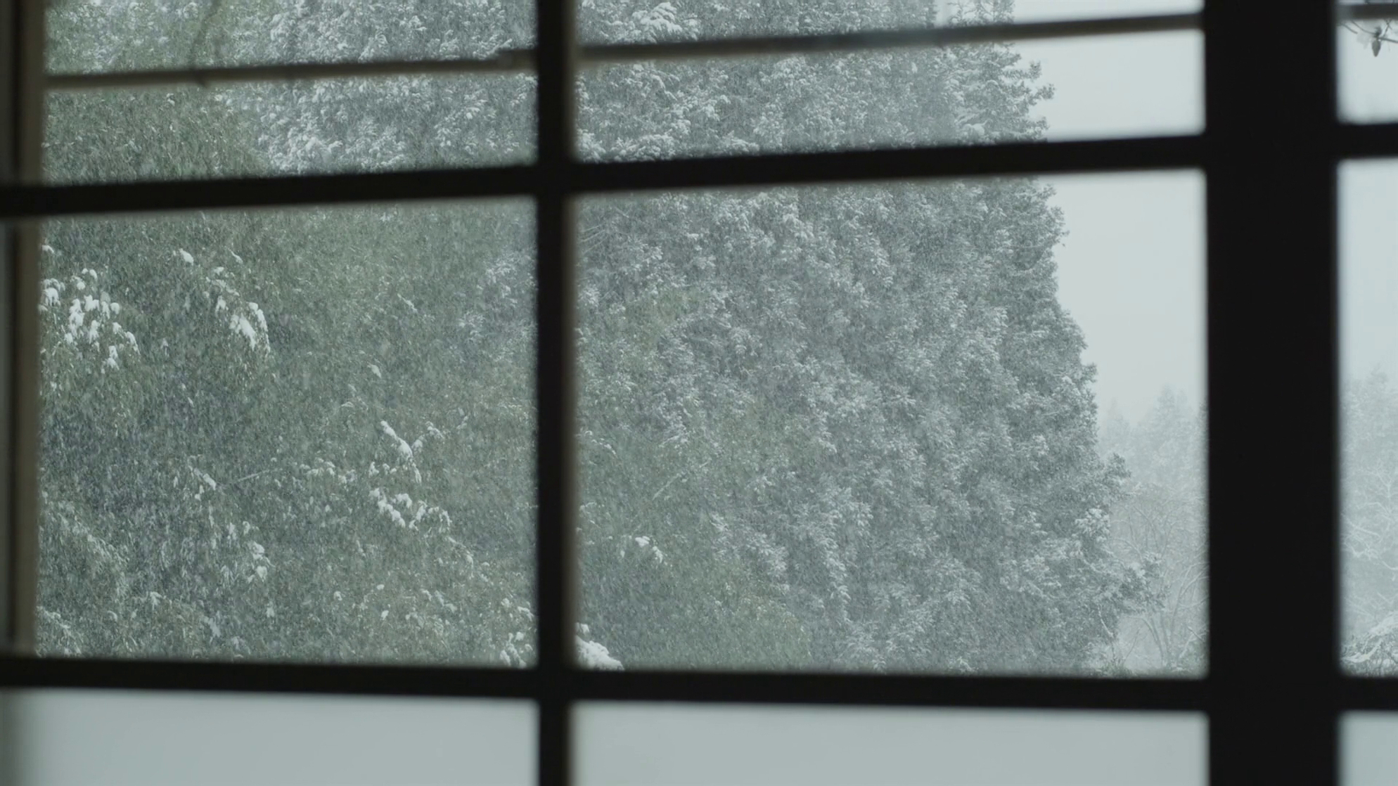 Picture of Little Forest: Winter/Spring (2015)