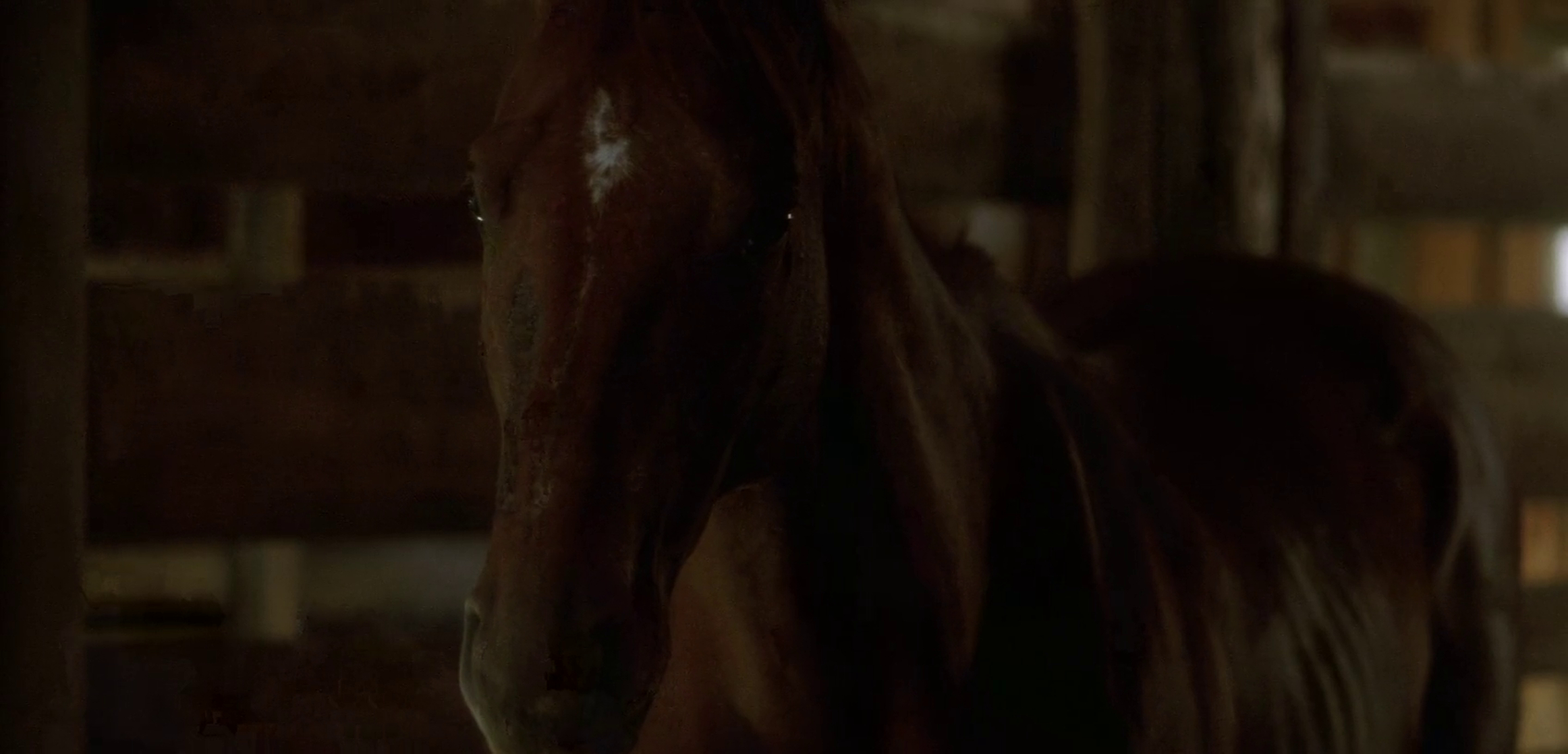 The Horse Whisperer