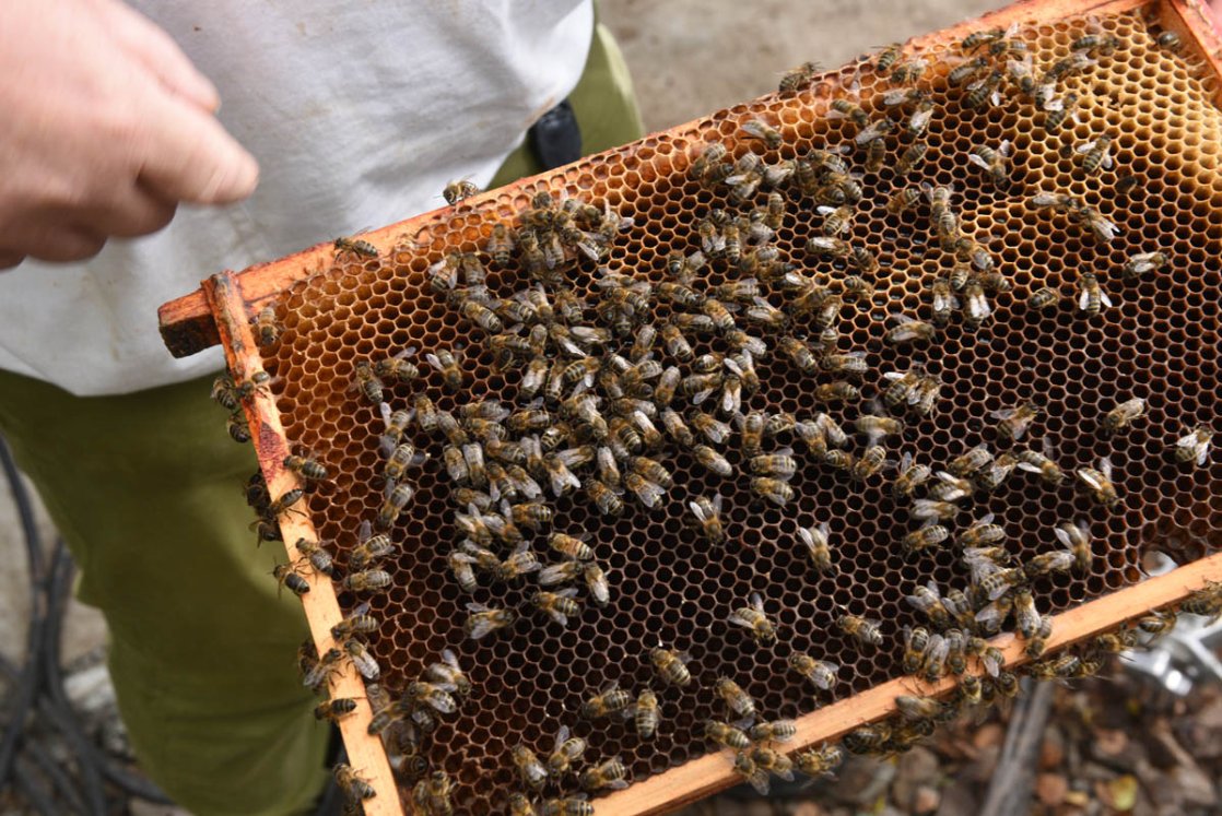 Tell It To The Bees Image Tell it to the bees image