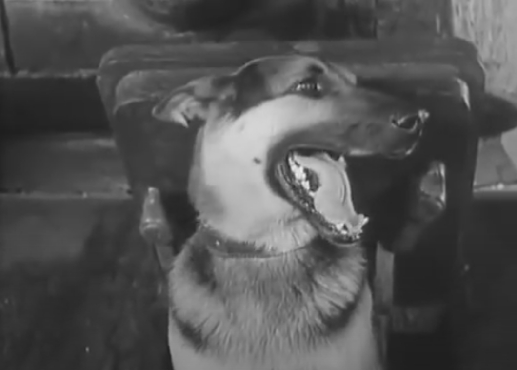 Four Tank-Men and a Dog