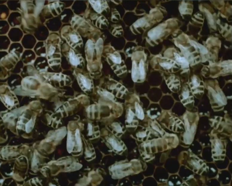 The Bee Millenium