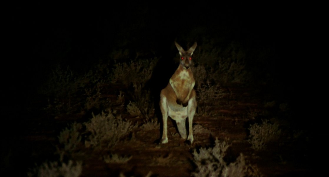 Wake in Fright