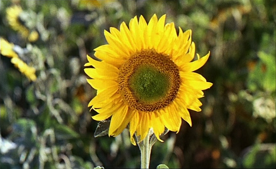 Le Bonheur Le Bonheur