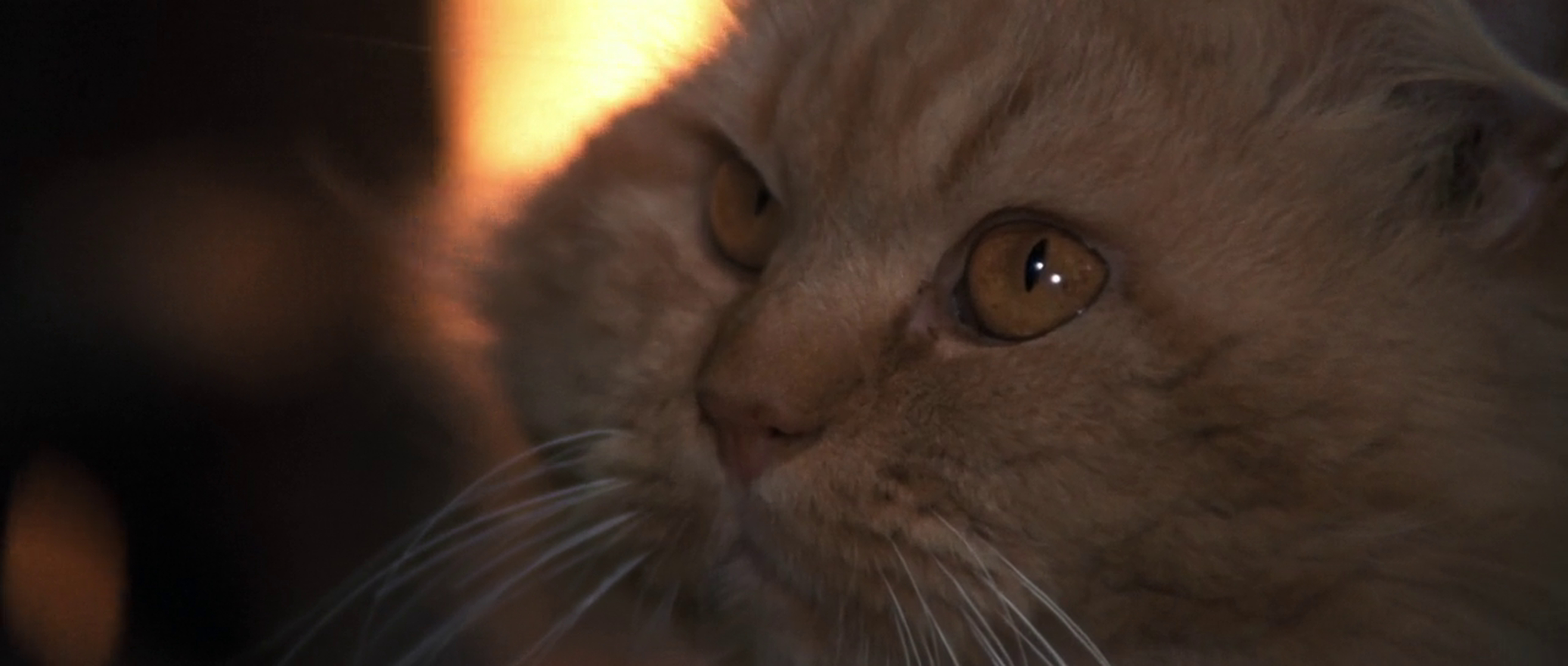 Seven Deaths in the Cat's Eye Seven Deaths in the Cat's Eye