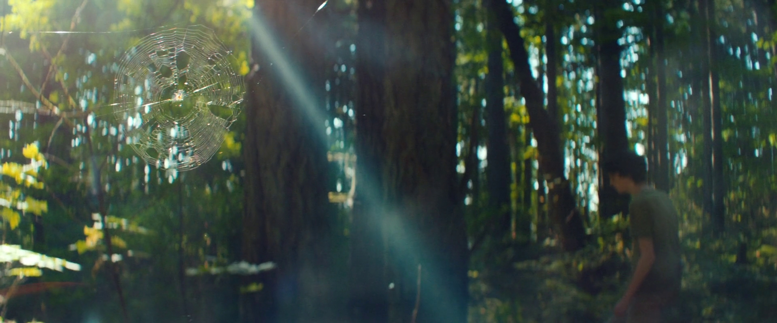 All the Wilderness