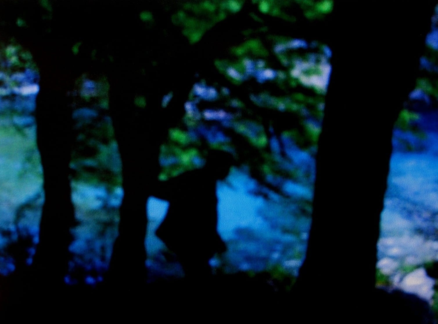 In the Woods